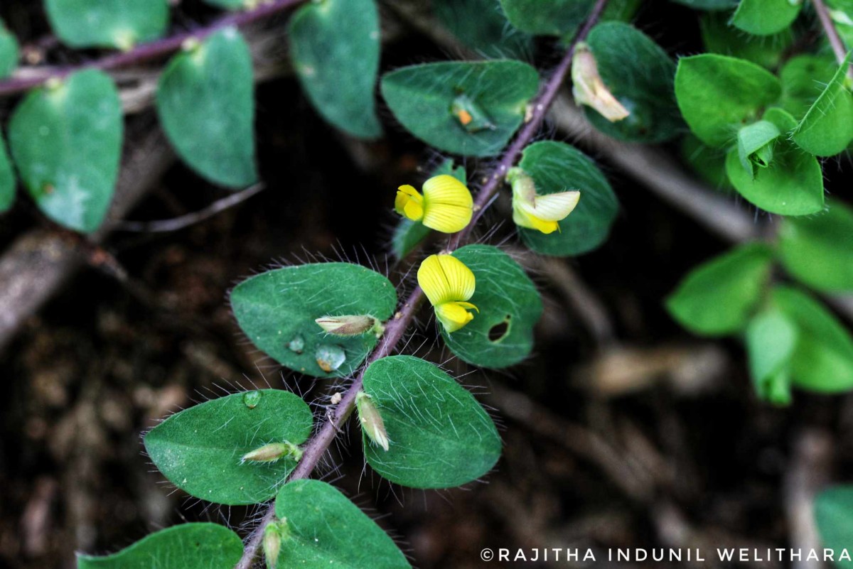 Crotalaria hebecarpa (DC.) Rudd